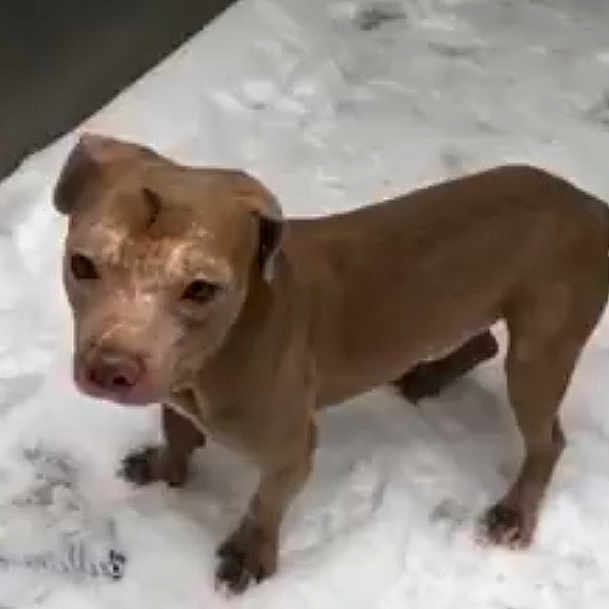 Atreyu is registered to the contest to win money with this photo: american_pit_bull_terrier, canidae, carnivore, dog, dog_breed, fawn, italian_greyhound, labrador_retriever, mammal, non_sporting_group, pointing_breed, snout, sporting_group, street_dog, vertebrate, weimaraner