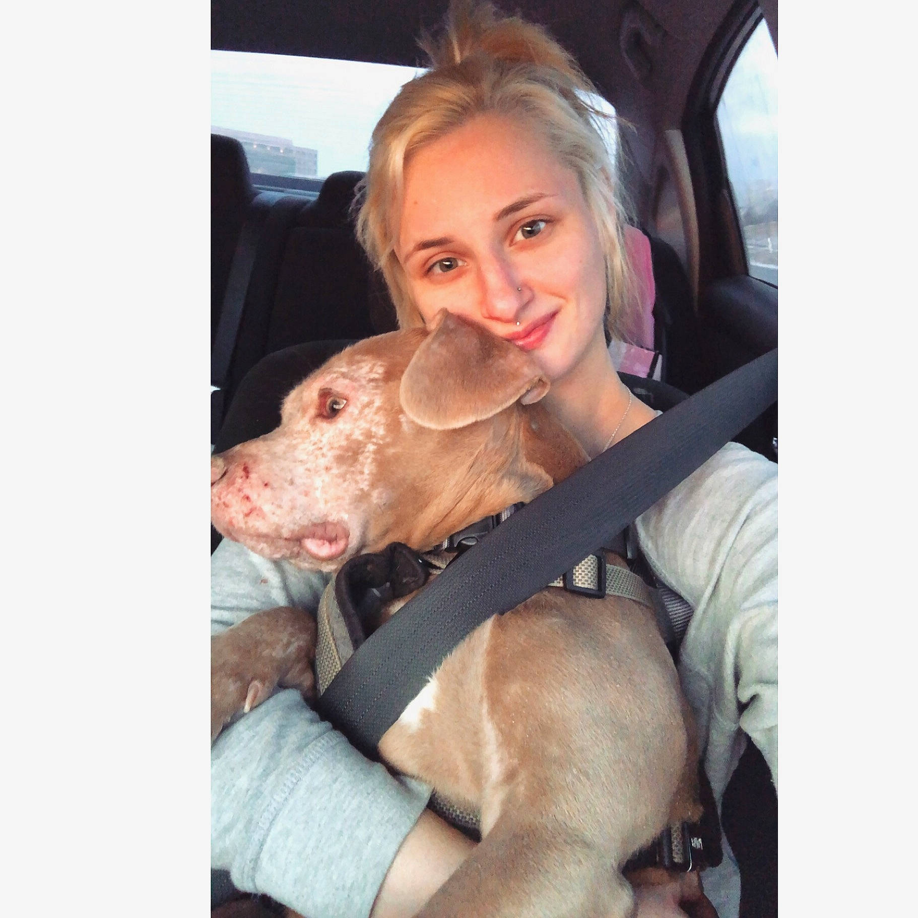 Atreyu joined the competition — help win amazing prizes! american_pit_bull_terrier, canidae, carnivore, companion_dog, dog, dog_breed, ear, fawn, non_sporting_group, person, photography, pit_bull, pointer, pointing_breed, puppy, puppy_love, seat_belt, selfie, sporting_group, vizsla