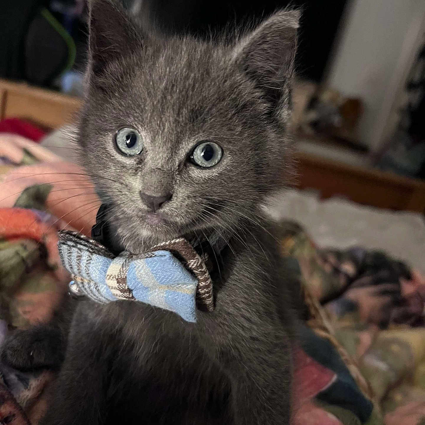 Muta joined the competition — help win amazing prizes! abyssinian, animal, bed, bedroom, blanket, cat, computerhardware, couch, electronics, furniture, hardware, indoors, kitten, manx, monitor, pet, quilt, room, screen, tv