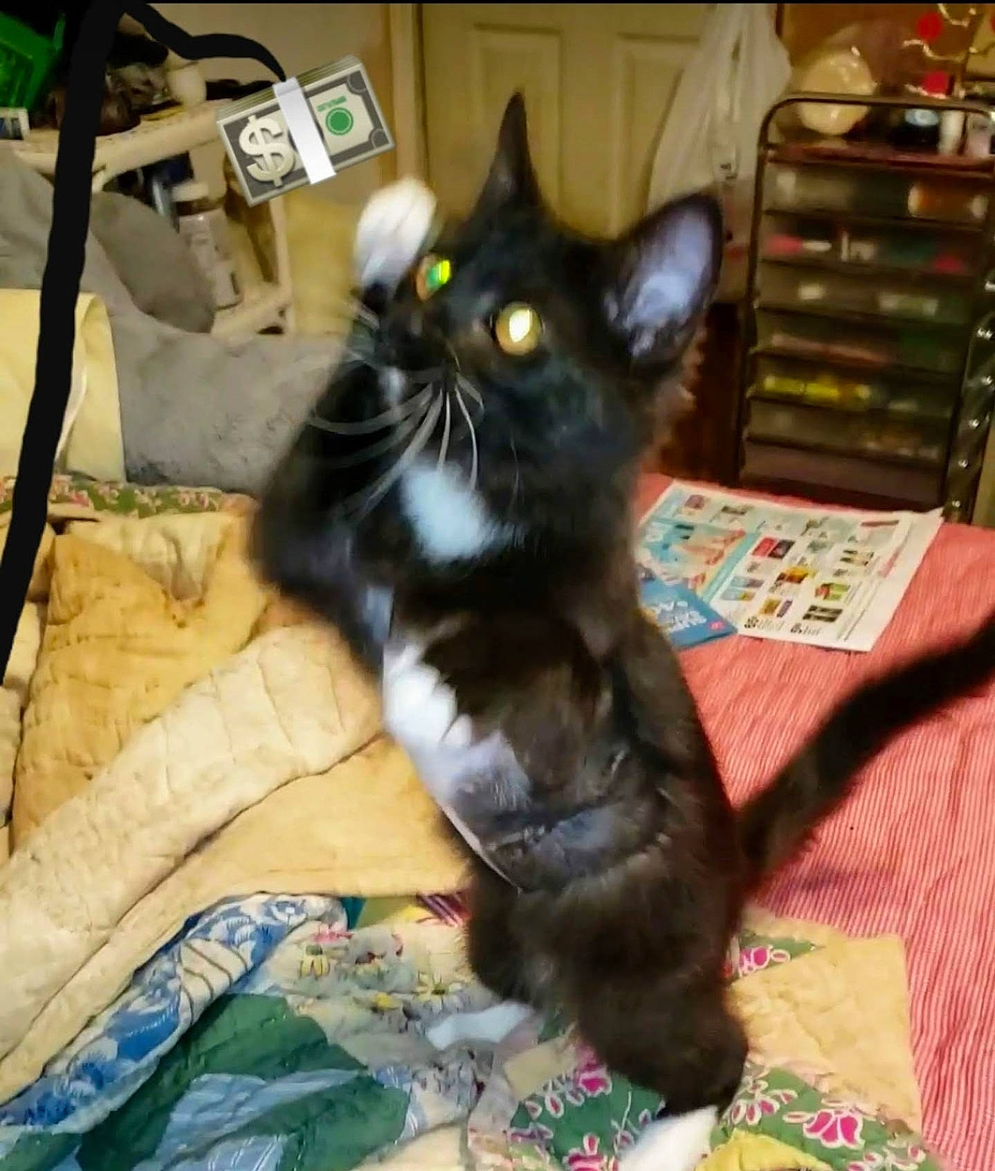 Mittens joined the competition — help win amazing prizes! black_cat, bombay, box, cabinetry, carnivore, cat, chest_of_drawers, claw, comfort, domestic_short_haired_cat, drawer, eye, felidae, flooring, fur, paw, small_to_medium_sized_cats, snout, tail, whiskers