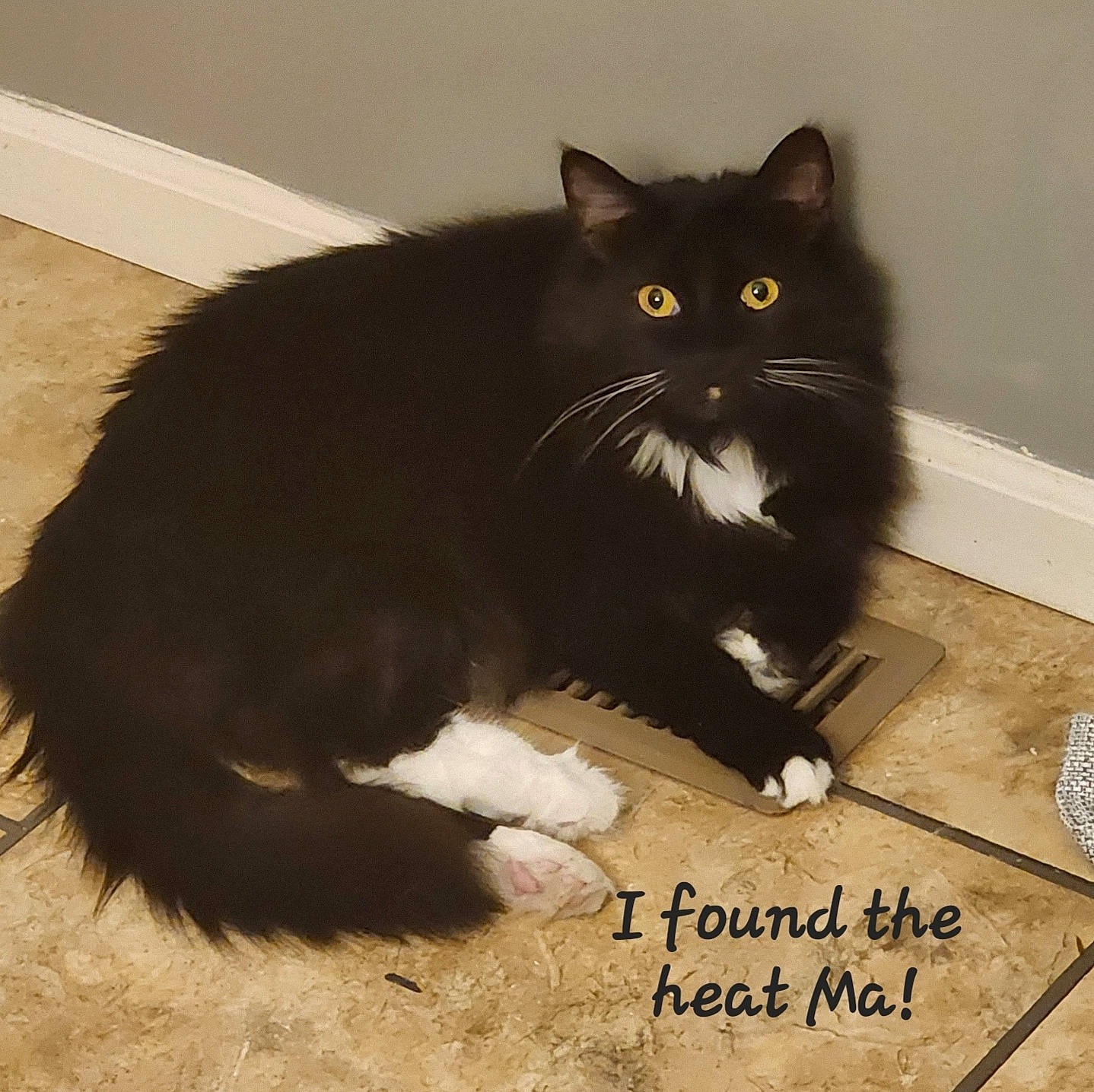 Mittens is registered to the contest to win money with this photo: black_cat, bombay, carnivore, cat, claw, domestic_short_haired_cat, felidae, flooring, font, fur, handwriting, paw, photo_caption, rectangle, sitting, small_to_medium_sized_cats, snout, tail, terrestrial_animal, whiskers