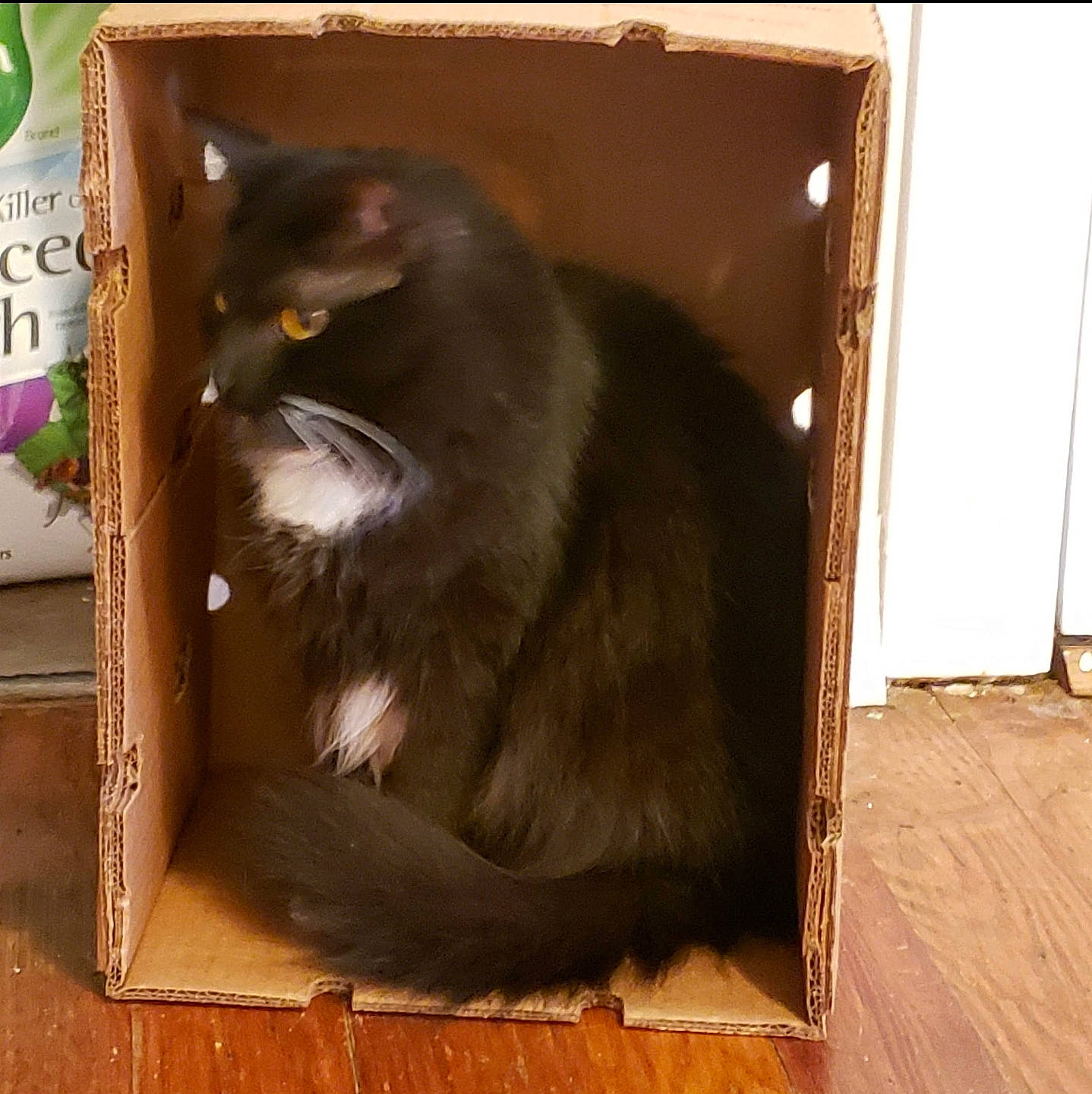 Mittens joined the competition — help win amazing prizes! black_cat, bombay, box, brown, carnivore, cat, cat_supply, domestic_short_haired_cat, felidae, flooring, fur, hardwood, rectangle, small_to_medium_sized_cats, snout, tail, whiskers, window, wood, wood_stain