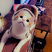 Phoenix is registered to the contest to win money with this photo: cat, pet, sweater, indoor, wooden_floor, table, television, curious, white_and_orange_cat, feline, cozy, home, fur, whiskers, paws, looking_up, domestic_animal, warm_lighting, furniture, living_room