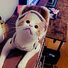 cat, pet, sweater, indoor, wooden_floor, table, television, curious, white_and_orange_cat, feline, cozy, home, fur, whiskers, paws, looking_up, domestic_animal, warm_lighting, furniture, living_room