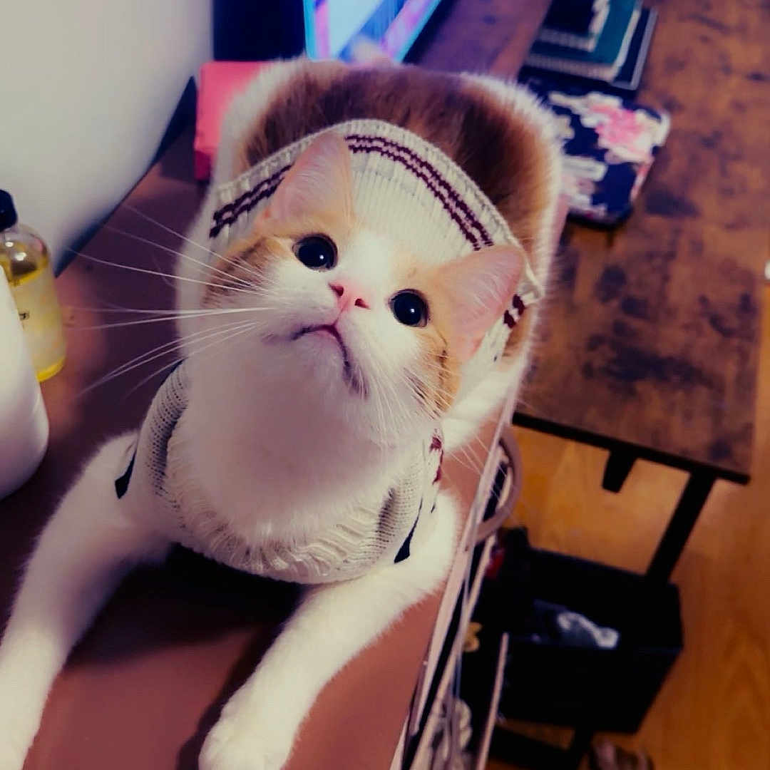 Phoenix is registered to the contest to win money with this photo: cat, pet, sweater, indoor, wooden_floor, table, television, curious, white_and_orange_cat, feline, cozy, home, fur, whiskers, paws, looking_up, domestic_animal, warm_lighting, furniture, living_room