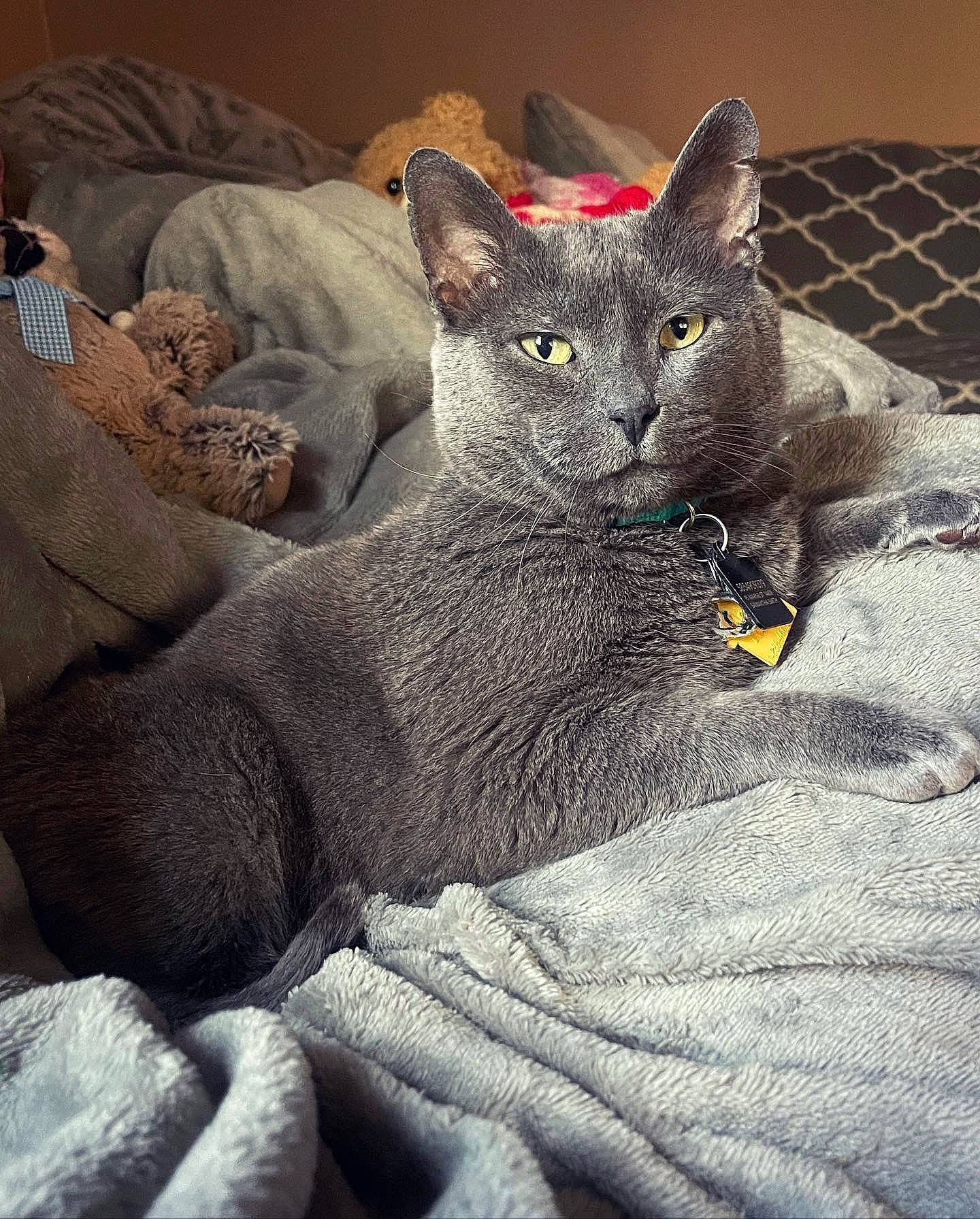 Gary is registered to the contest to win money with this photo: carnivore, cat, cat_bed, cat_supply, claw, comfort, domestic_short_haired_cat, felidae, fur, grey, russian_blue, sitting, small_to_medium_sized_cats, snout, terrestrial_animal, whiskers