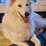 Themis a rejoint le concours — aidez-le/la à gagner de superbes lots ! dog, white_dog, fluffy, tongue_out, indoors, couch, window, pet, animal, happy, fur, ears, lying_down, domestic_animal, mammal, companion, relaxed, household, resting, friendly