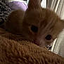 kitten, cat, orange_cat, close_up, furry, blanket, soft_texture, indoor, cozy, curtains, feline, pet, young_animal, animal, resting, cute, warm_lighting, snuggling, patterned_fabric, small