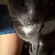 Stormy is registered to the contest to win money with this photo: cat, gray_cat, close_up, whiskers, white_patch, pet, animal, indoor, leg, denim_shorts, fur, face, eyes, nose, cozy, dim_lighting, domestic_animal, companion, soft_light