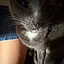 cat, gray_cat, close_up, whiskers, white_patch, pet, animal, indoor, leg, denim_shorts, fur, face, eyes, nose, cozy, dim_lighting, domestic_animal, companion, soft_light