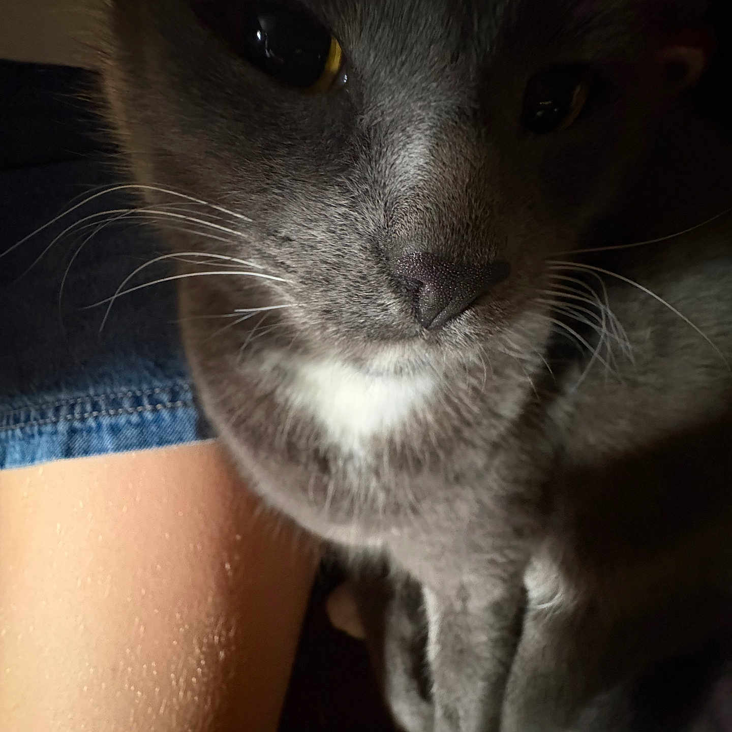 Stormy is registered to the contest to win money with this photo: animal, cat, close_up, companion, cozy, denim_shorts, dim_lighting, domestic_animal, eyes, face, fur, gray_cat, indoor, leg, nose, pet, soft_light, whiskers, white_patch
