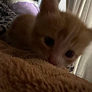 Soup joined the competition — help win amazing prizes! kitten, cat, orange_cat, close_up, furry, blanket, soft_texture, indoor, cozy, curtains, feline, pet, young_animal, animal, resting, cute, warm_lighting, snuggling, patterned_fabric, small