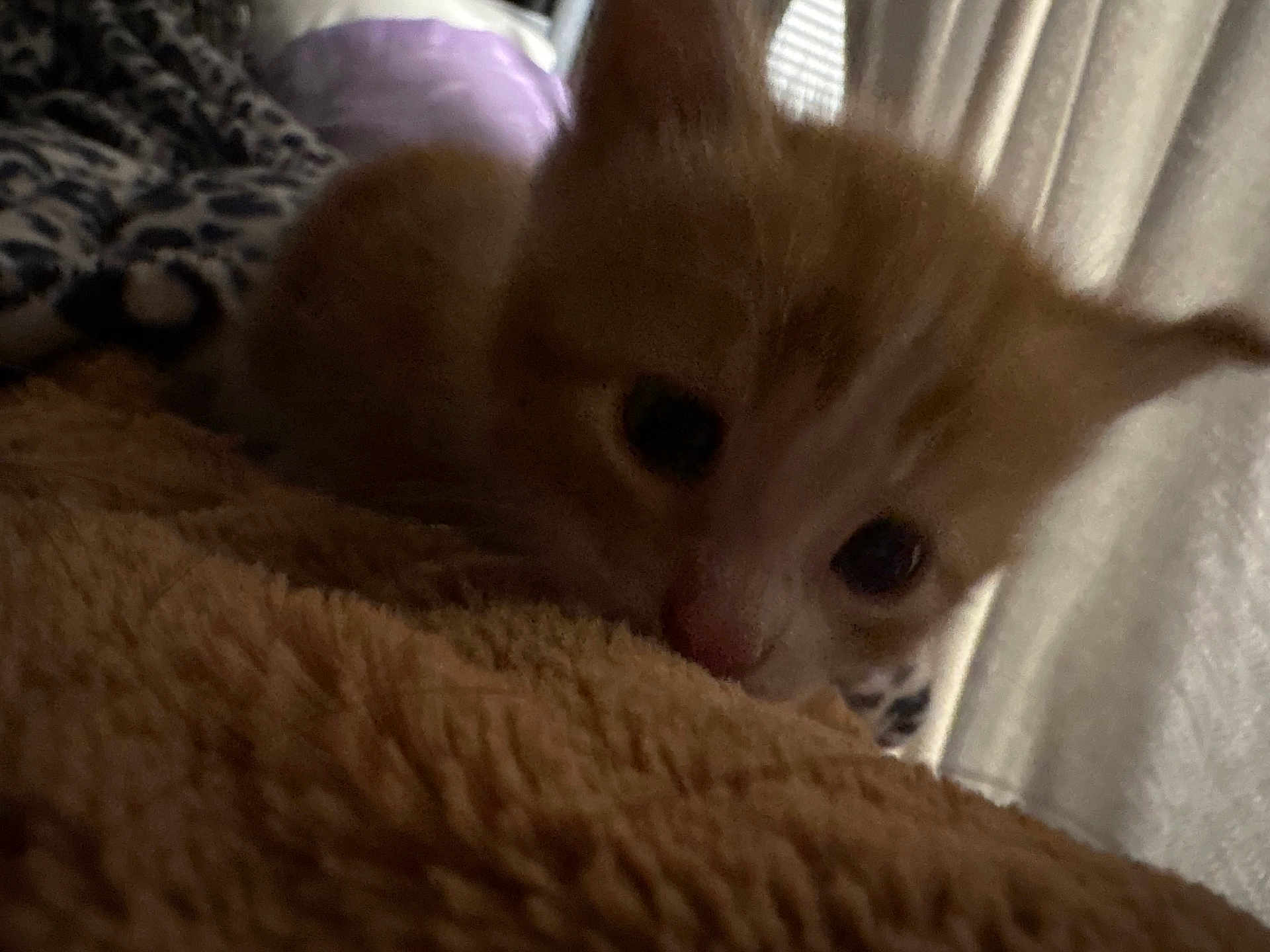 Soup joined the competition — help win amazing prizes! kitten, cat, orange_cat, close_up, furry, blanket, soft_texture, indoor, cozy, curtains, feline, pet, young_animal, animal, resting, cute, warm_lighting, snuggling, patterned_fabric, small