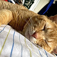 Gus is registered to the contest to win money with this photo: animal, bed, cat, close_up, cozy, cute, domestic_cat, feline, fur, home, indoor, nap, orange_tabby, pet, relaxed, resting, sleeping, soft_light, striped_bed_sheet, whiskers