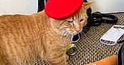 Gus joined the competition — help win amazing prizes! accessories, animal, backpack, beret, carpet, carrot_toy, cat, domestic, door, face_mask, feline, floor, headphones, indoor, orange_tabby, pet, plush_toy, red_hat, soda_can, stuffed_toy