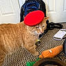 accessories, animal, backpack, beret, carpet, carrot_toy, cat, domestic, door, face_mask, feline, floor, headphones, indoor, orange_tabby, pet, plush_toy, red_hat, soda_can, stuffed_toy