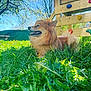 Roxie a rejoint le concours — aidez-le/la à gagner de superbes lots ! dog, grass, outdoor, sunny, tree, blue_sky, wooden_structure, playground, greenery, pet, nature, happy, fluffy, canine, daylight, leaves, smiling, park, animal, summer