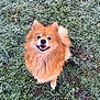 Roxie participe au concours pour gagner de l'argent avec cette photo : dog, pomeranian, fluffy, smiling, grass, frost, outdoor, pet, animal, cute, happy, small_dog, nature, winter, greenery, fur, canine, friendly, eyes, nose