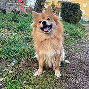 Roxie a rejoint le concours — aidez-le/la à gagner de superbes lots ! dog, happy, smiling, fluffy, outdoor, grass, dirt, bushes, building, playground, slide, pet, canine, nature, park, daytime, fur, sitting, tongue, ears