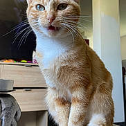 Mimi participe au concours pour gagner de l'argent avec cette photo : cat, orange_cat, white_fur, sitting, indoor, wooden_table, whiskers, curious, pet, feline, decorative_elephant, candle_holder, furniture, television, domestic, closeup, cute, animal, mammal, household