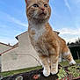 cat, ginger_cat, white_paws, outdoor, sky, stone_wall, lichen, moss, suburban, house, animal, pet, feline, whiskers, ears, alert, nature, daylight, grass, curious