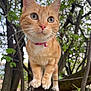 cat, ginger_cat, pet, animal, outdoor, tree, nature, whiskers, curious, collar, bell, close_up, feline, greenery, branch, paws, fur, alert, cute, wildlife