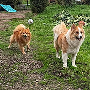 Loki a rejoint le concours — aidez-le/la à gagner de superbes lots ! dog, grass, outdoor, pet, animal, yard, playful, ball, nature, fur, canine, greenery, tree, bush, path, house, daylight, smiling, fluffy, cute
