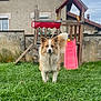 Loki participe au concours pour gagner de l'argent avec cette photo : dog, grass, playground, slide, wood, fence, house, yard, pet, outdoor, canine, fur, tail, greenery, animal, daylight, nature, building, window, sky