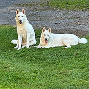 Blue And Luna joined the competition — help win amazing prizes! dog, white_dog, siberian_husky, grass, outdoor, pet, animal, canine, two_dogs, lying_down, sitting, blue_eyes, tongue_out, nature, daylight, gravel, alert, relaxed, companion, fur