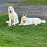 dog, white_dog, siberian_husky, grass, outdoor, pet, animal, canine, two_dogs, lying_down, sitting, blue_eyes, tongue_out, nature, daylight, gravel, alert, relaxed, companion, fur
