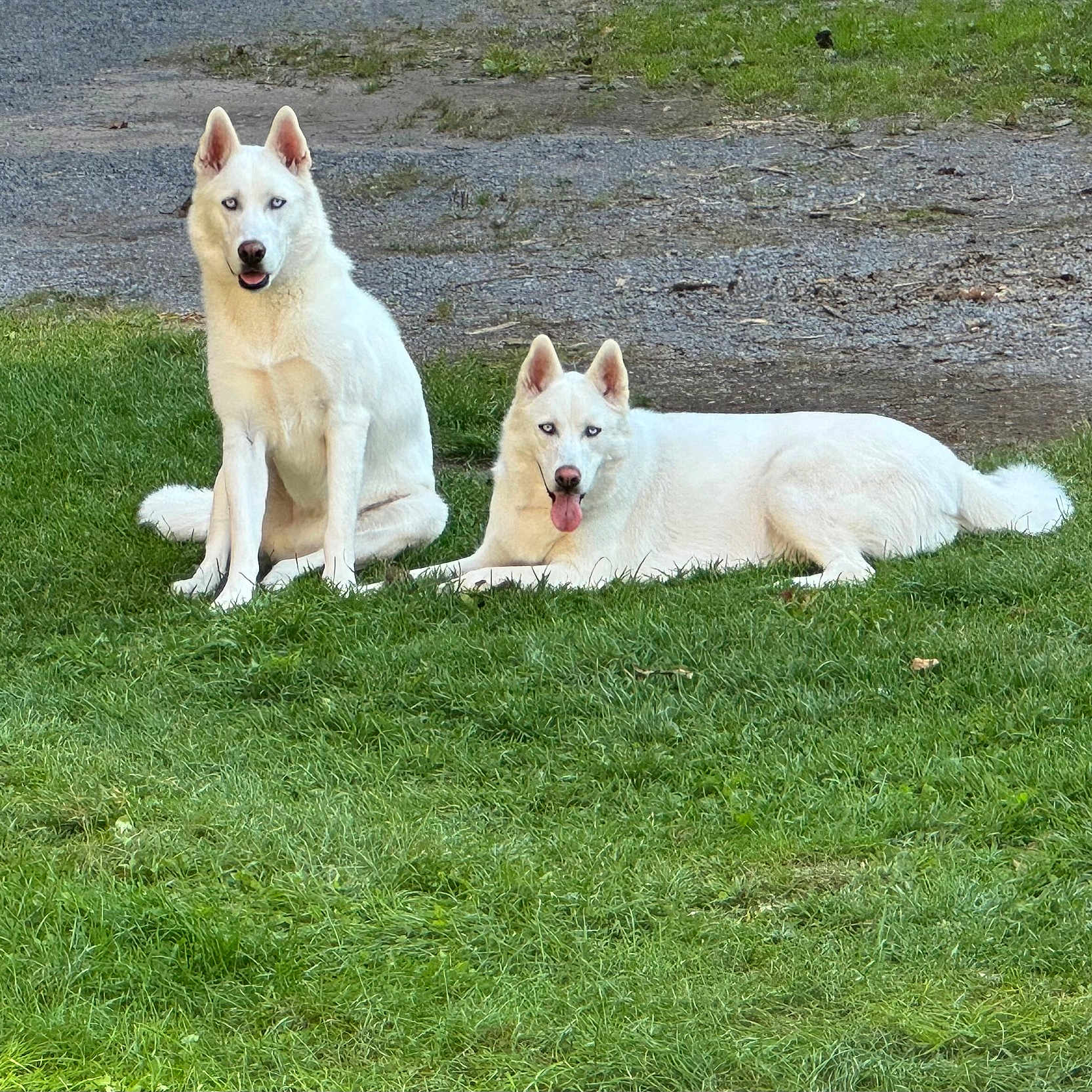 Blue And Luna