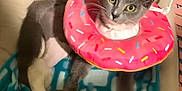Stormy is registered to the contest to win money with this photo: cat, gray_cat, white_paws, donut_collar, pet_bed, blanket, indoor, feline, cute, playful, curious, resting, cozy, animal, domestic_cat, pink_collar, sprinkles, soft_fabric, looking, pet