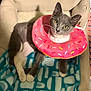 cat, gray_cat, white_paws, donut_collar, pet_bed, blanket, indoor, feline, cute, playful, curious, resting, cozy, animal, domestic_cat, pink_collar, sprinkles, soft_fabric, looking, pet