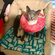 Stormy is registered to the contest to win money with this photo: cat, gray_cat, donut_collar, pet_bed, blanket, indoor, feline, animal, cute, pet, looking_up, whiskers, ears, open_mouth, comfortable, patterned_blanket, toy, relaxed, domestic_cat, furniture