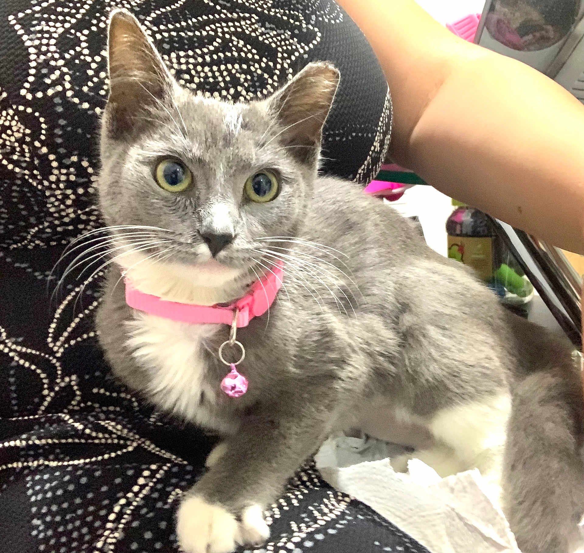 Stormy is registered to the contest to win money with this photo: cat, gray_cat, white_paws, pink_collar, bell, pet, indoor, feline, whiskers, alert, animal, domestic_cat, close_up, resting, patterned_fabric, human_arm, cute, fur, mammal, companion