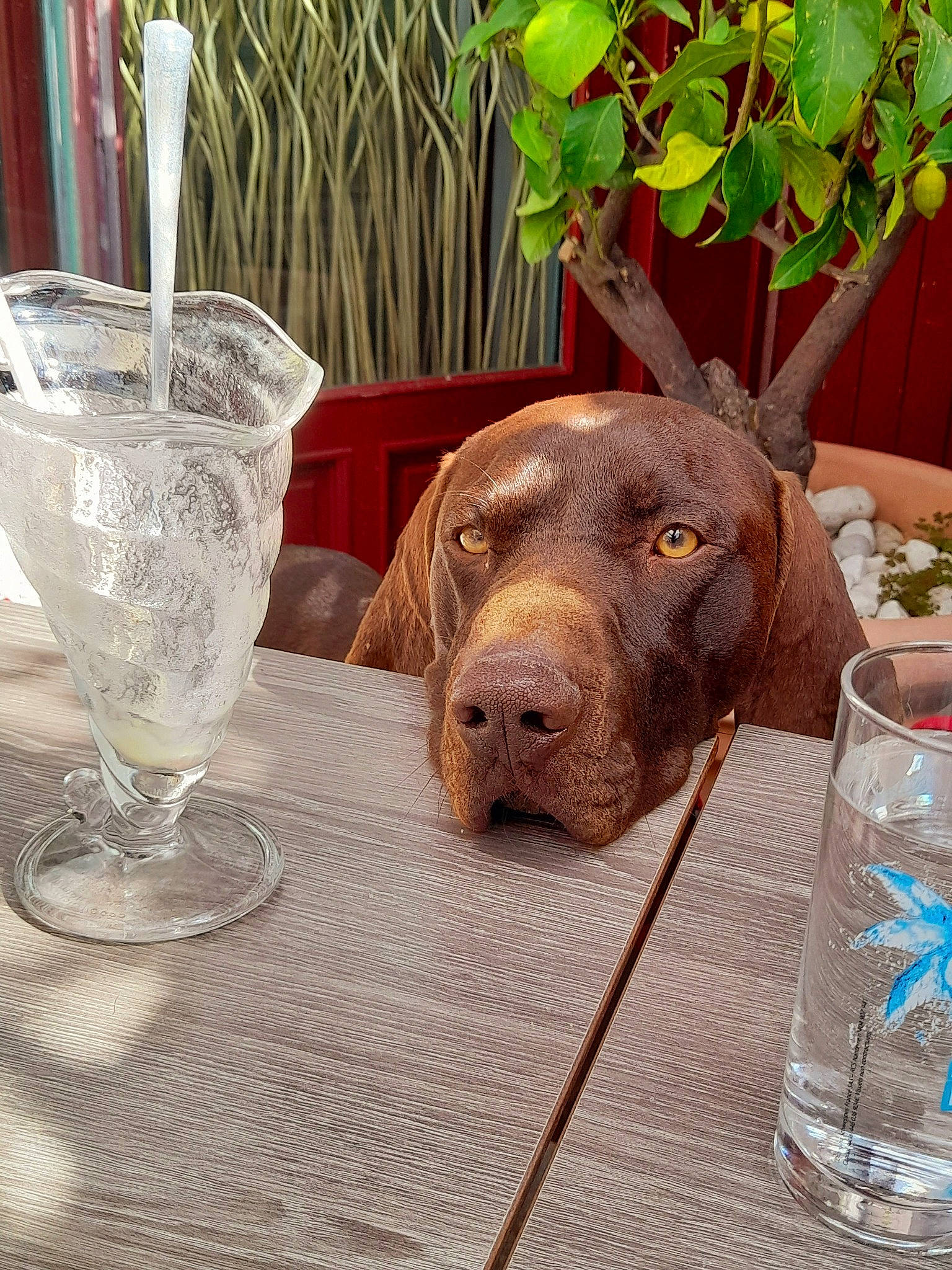 Neo a rejoint le concours — aidez-le/la à gagner de superbes lots ! barware, carnivore, companion_dog, dishware, dog, dog_breed, drinkware, fawn, flooring, ingredient, liver, plant, serveware, snout, sporting_group, stemware, table, tableware, wood, working_animal