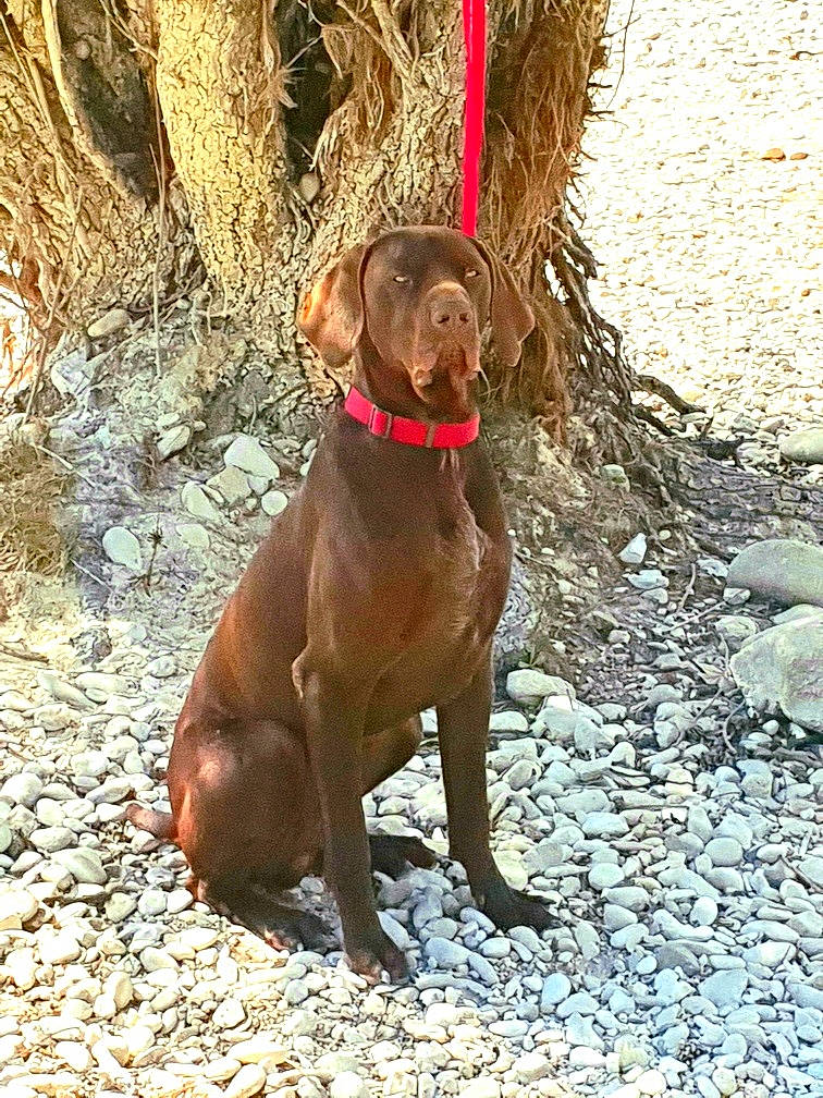 Neo participe au concours pour gagner de l'argent avec cette photo : brown, canidae, carnivore, collar, companion_dog, dog, dog_breed, dog_collar, fawn, gun_dog, hunting_dog, liver, non_sporting_group, pet_supply, snout, sporting_group, tail, working_animal, working_dog