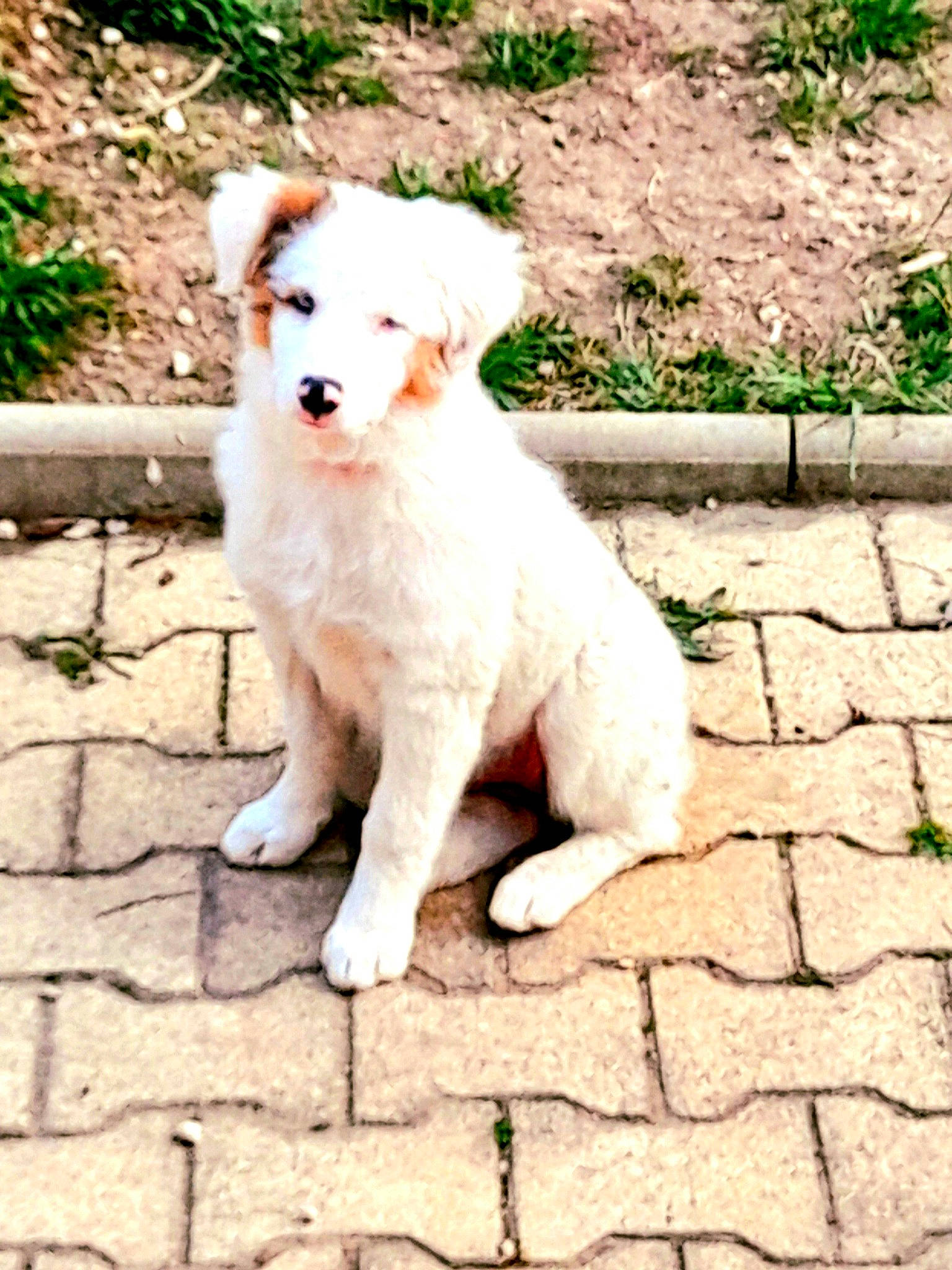 Trinity participe au concours pour gagner de l'argent avec cette photo : ancient_dog_breeds, canidae, carnivore, cobblestone, companion_dog, dog, dog_breed, fawn, flagstone, grass, non_sporting_group, plant, road_surface, snout, sporting_group, tail, terrestrial_animal, walking, working_animal