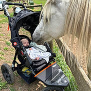 Harri is registered to the contest to win money with this photo: baby, stroller, horse, animal, outdoor, fence, sleeping, nature, grass, tree, person, pet, mammal, transport, wheel, blanket, resting, daylight, farm, peaceful