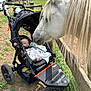 baby, stroller, horse, animal, outdoor, fence, sleeping, nature, grass, tree, person, pet, mammal, transport, wheel, blanket, resting, daylight, farm, peaceful