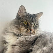Olaf participe au concours pour gagner de l'argent avec cette photo : animal, cat, close_up, ears, eyes, feline, fluffy, gray_fur, green_eyes, indoor, kitten, long_hair, pet, portrait, relaxed, sitting, striped, tabby, whiskers, white_background