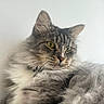 animal, cat, close_up, ears, eyes, feline, fluffy, gray_fur, green_eyes, indoor, kitten, long_hair, pet, portrait, relaxed, sitting, striped, tabby, whiskers, white_background