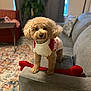 dog, poodle, curly_hair, sweater, red_and_white, couch, living_room, rug, furniture, indoor, pet, cozy, home, decor, cute, small_dog, standing, animal, companion, domestic