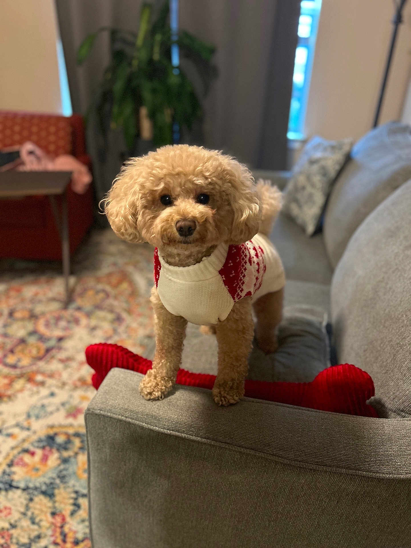 Dhali joined the competition — help win amazing prizes! dog, poodle, curly_hair, sweater, red_and_white, couch, living_room, rug, furniture, indoor, pet, cozy, home, decor, cute, small_dog, standing, animal, companion, domestic