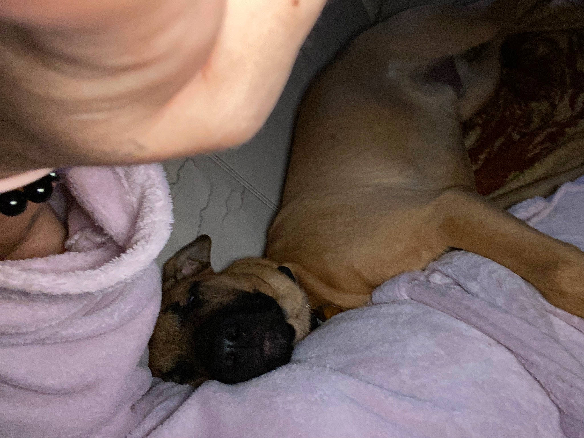 Samy participe au concours pour gagner de l'argent avec cette photo : canidae, carnivore, comfort, companion_dog, dog, dog_breed, eyelash, fawn, mammal, non_sporting_group, paw, pug, snout, sporting_group, toy_dog, working_animal, wrinkle