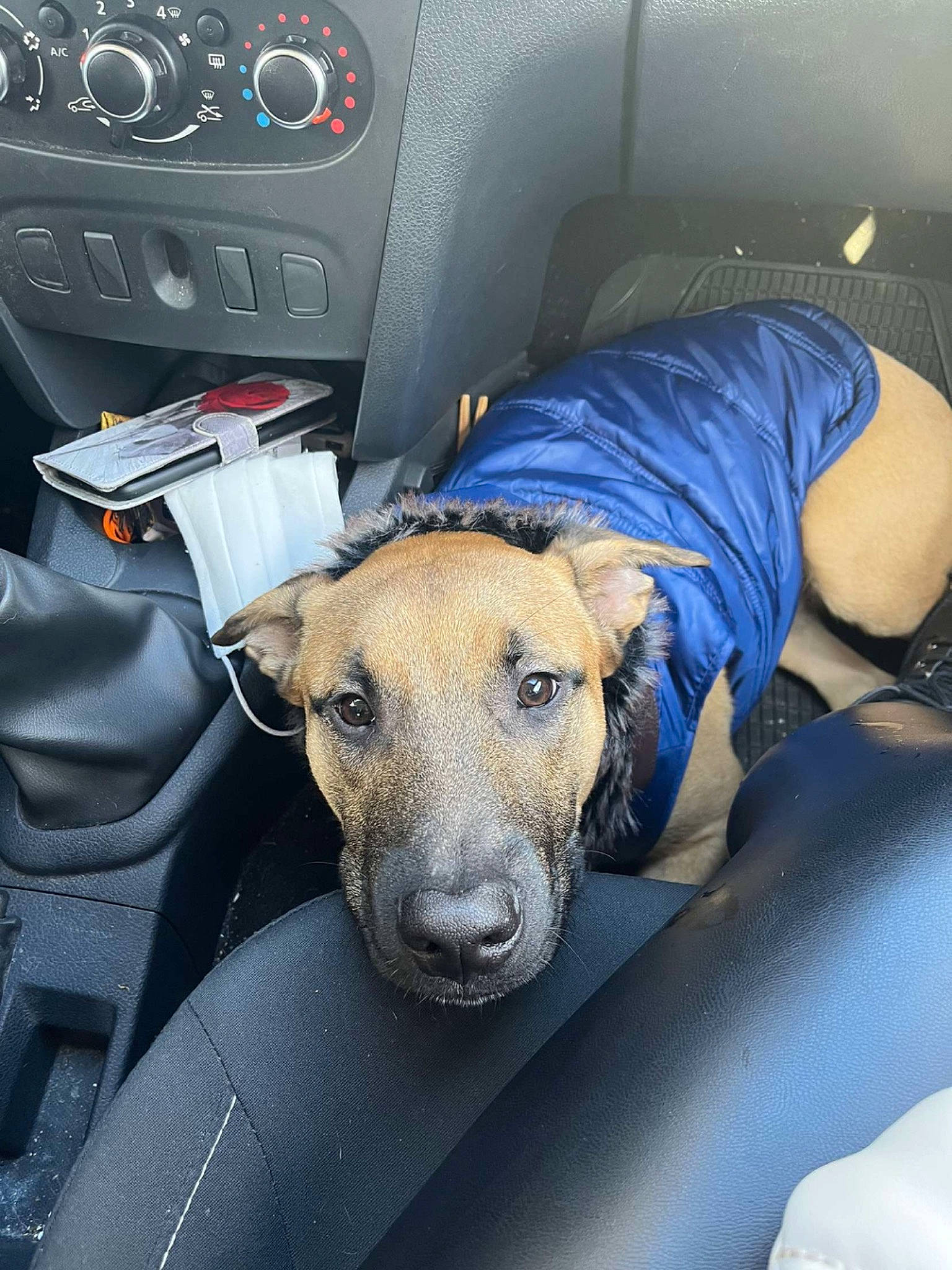 Samy participe au concours pour gagner de l'argent avec cette photo : auto_part, automotive_design, car, car_seat, car_seat_cover, carnivore, center_console, comfort, companion_dog, dog, dog_breed, family_car, fawn, human_leg, motor_vehicle, personal_luxury_car, sporting_group, steering_part, steering_wheel, vehicle_door