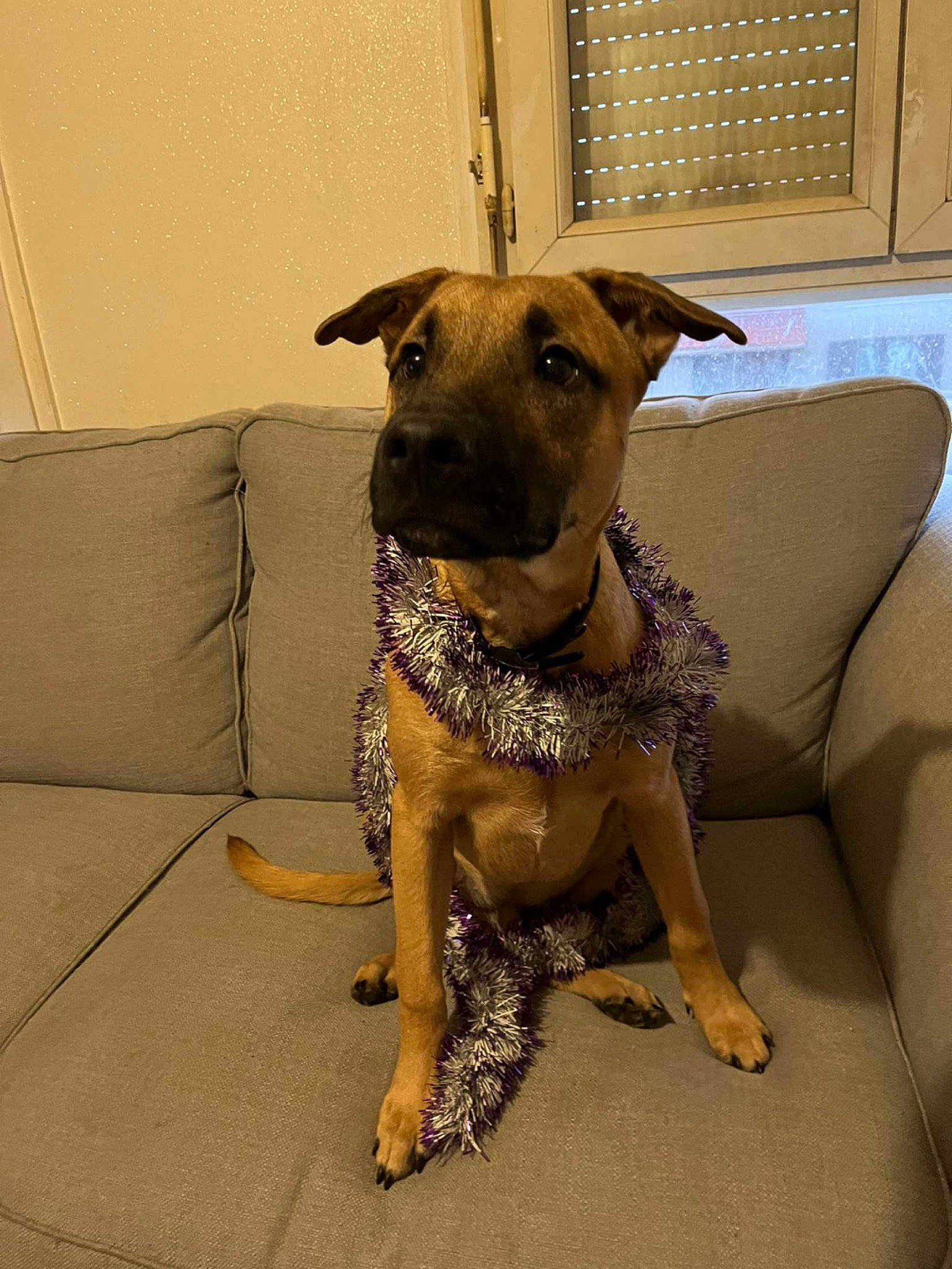 Samy participe au concours pour gagner de l'argent avec cette photo : canidae, carnivore, chair, collar, comfort, companion_dog, couch, dog, dog_breed, dog_collar, dog_supply, fawn, flooring, pet_supply, sleeper_chair, snout, sporting_group, studio_couch, terrestrial_animal, working_animal