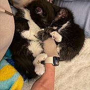 Peanut is registered to the contest to win money with this photo: cat, kitten, sleeping, black_and_white, paw, furry, cute, snuggling, hand, smartwatch, blanket, soft, cozy, resting, animal, pet, indoor, closeup, fur, cuddle