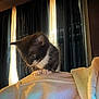 kitten, cat, tuxedo_cat, pet, indoor, curtains, couch, furniture, cozy, paws, fur, animal, small, cute, curious, light, shadow, home, soft, relaxed