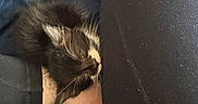 Peanut is registered to the contest to win money with this photo: black_and_white, closeup, comfort, cozy, cute, furry, fuzz, indoor, kitten, leggings, legs, nap, pet, relaxation, resting, skin, sleeping, soft, tattoo, whiskers